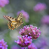 Butterflies